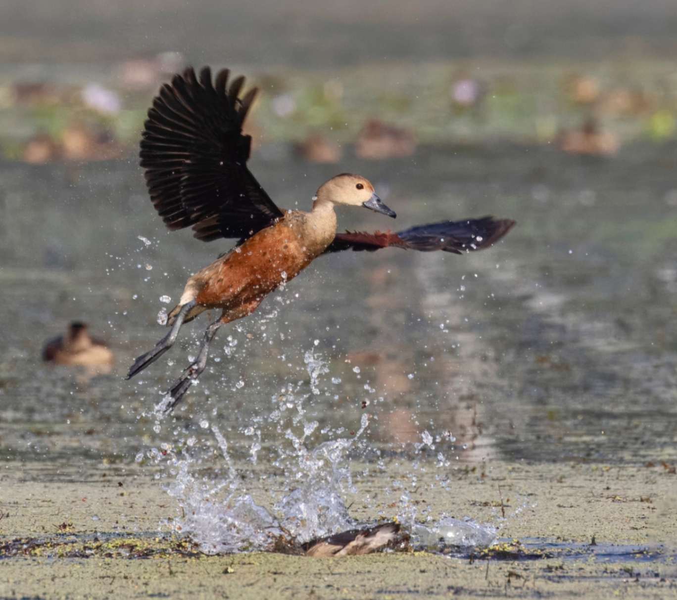 Duck flying over the lake